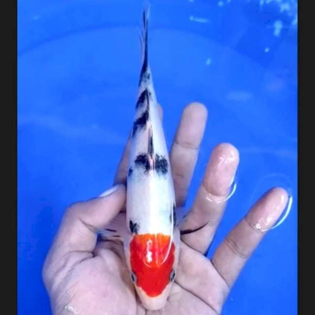 3. Tancho Sanke Ori | 18 cm