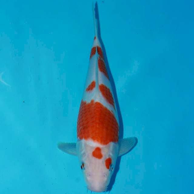 Kohaku 28cm