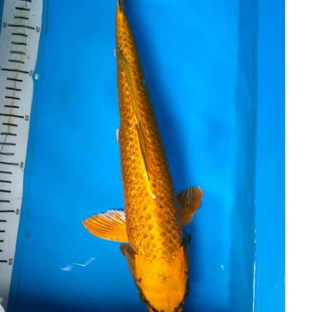 ANTIk mukasi GINRIN 41 cm
