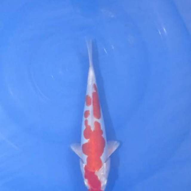Kikushui 27Cm