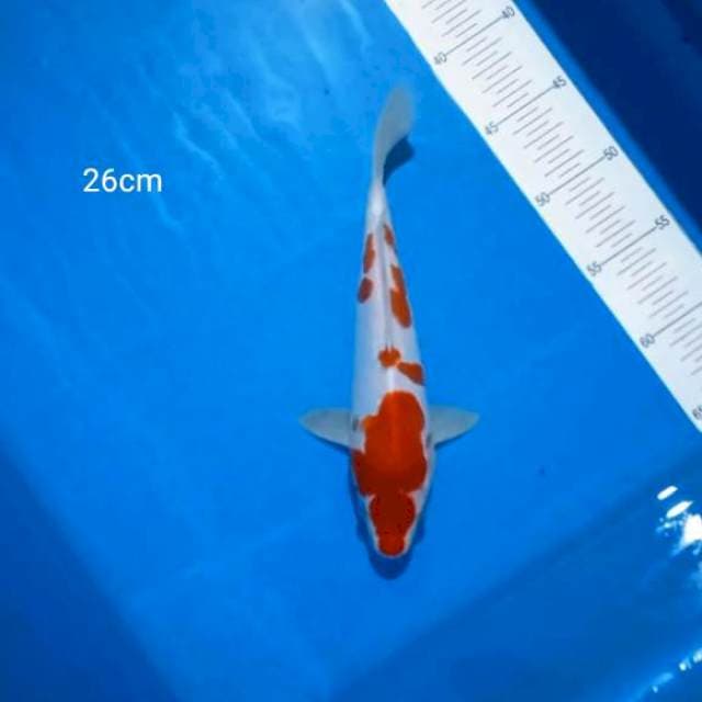 Kohaku Doitsu 26Cm