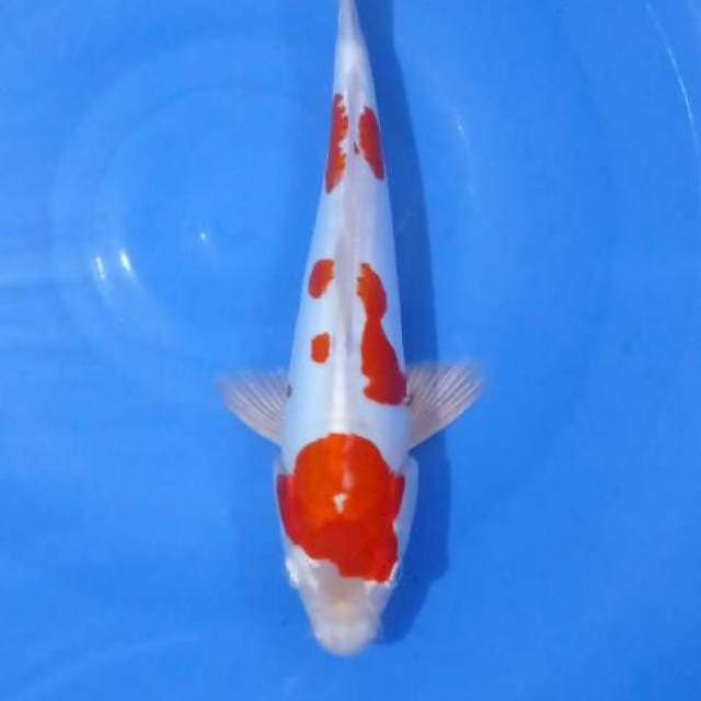 Kohaku Doitsu 25cm