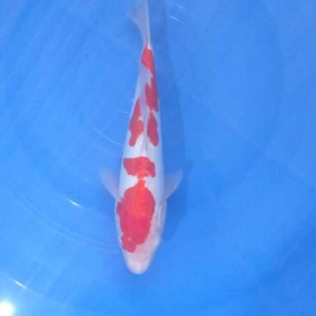 Kohaku Doitshu 25cm