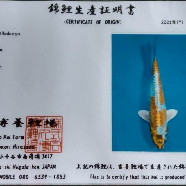 Kin kikokuryu tosai maruhiro