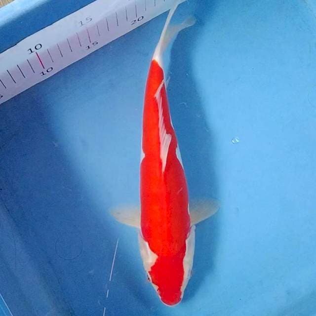 Kohaku Doitsu 30cm Female