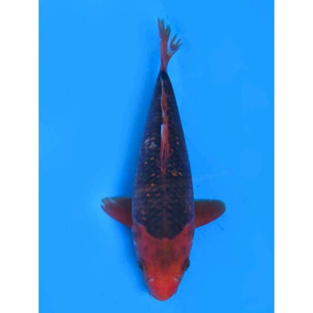 Aka Matsuba - 27cm