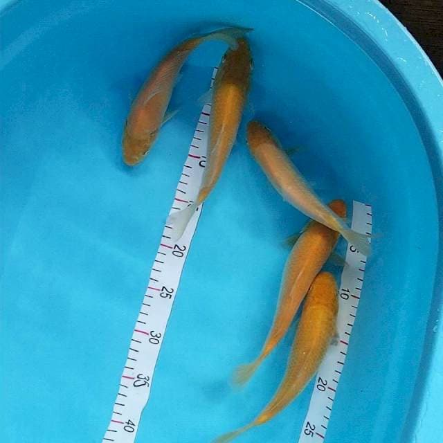 Karashi mata hitam 20-27cm