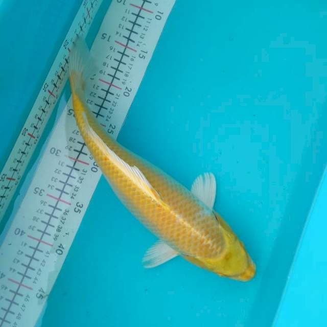 Yamabuki ogon