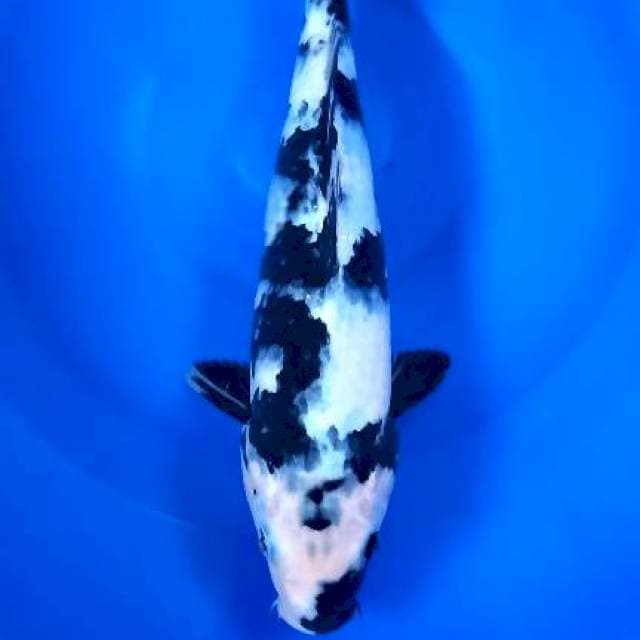 Shiro female 27cm
