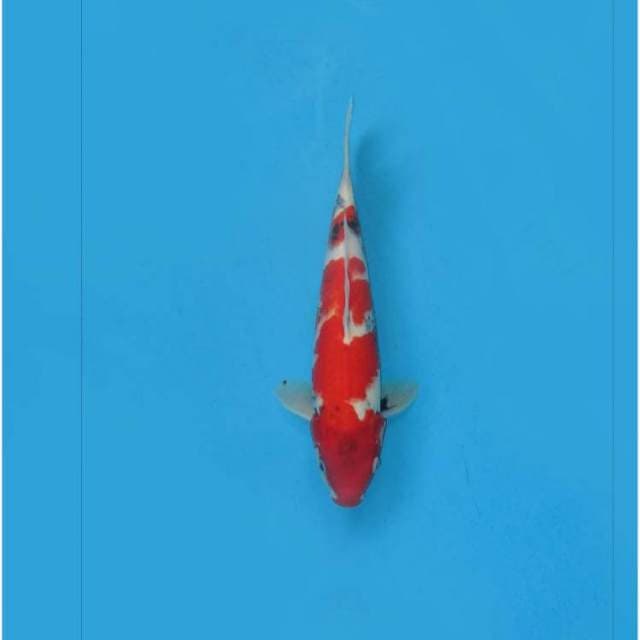 F1 RED SHOWA TATEGOI - TOSAI