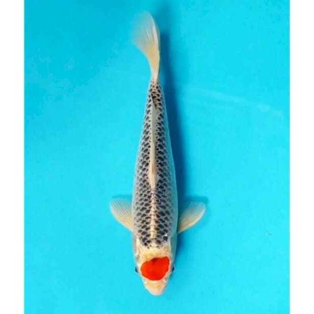 Tc goshiki ori Male 33cm