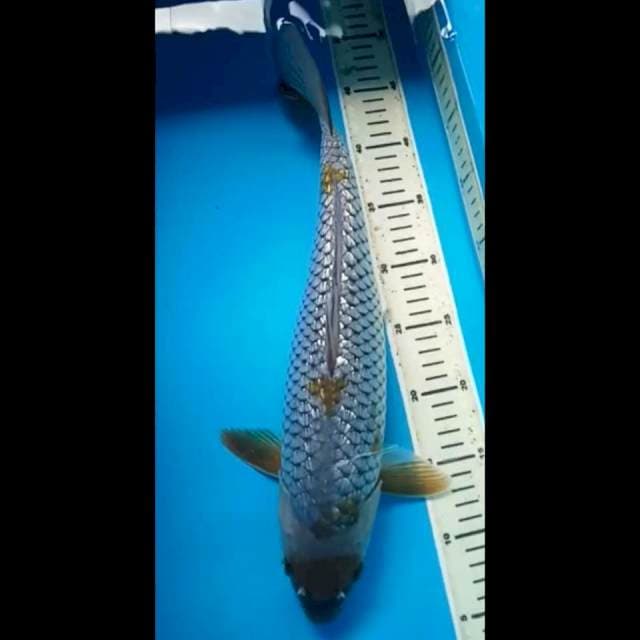 MARUTEN OCHIBA GINRIN PUNUK JUMBO 41 Cm