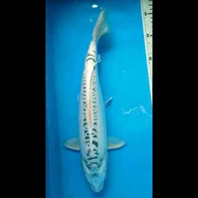 GIN MATSUBA DOITSU 36 Cm, JANTAN