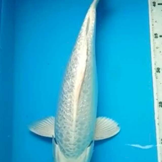 PLATINUM GINRIN PUNUK 32 Cm