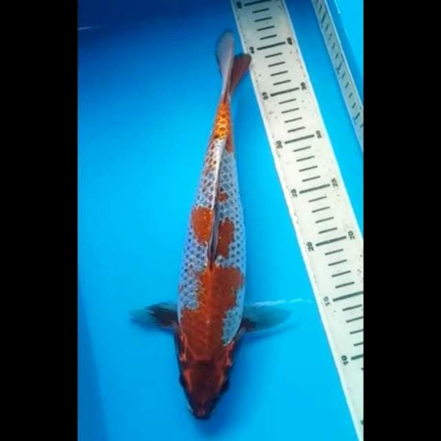 OCHIBA PUNUK 34 Cm, JANTAN