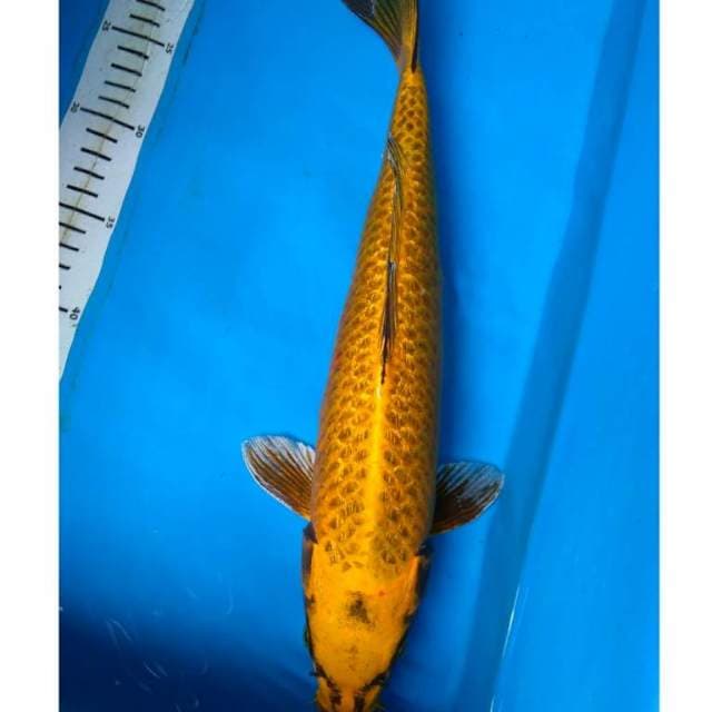 MUKASI GINRIN ANTIK 40 cm