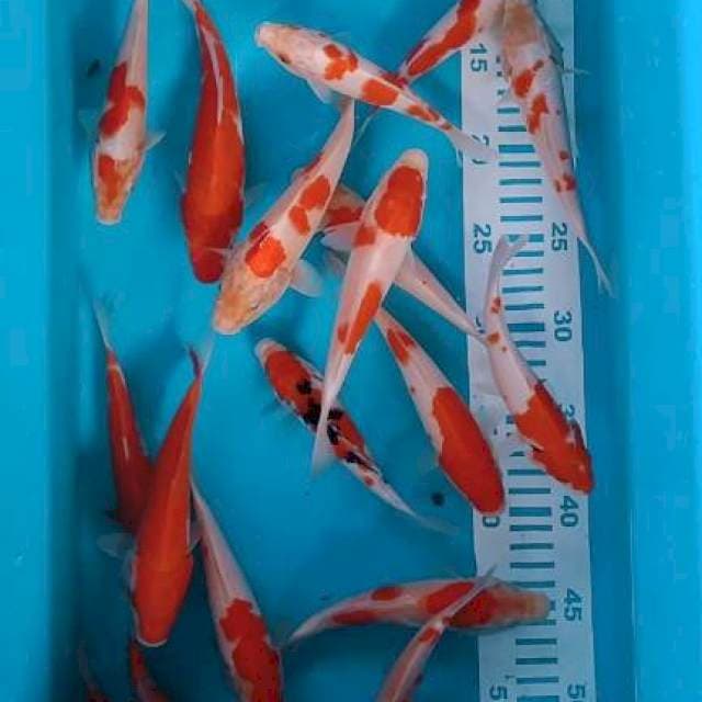 Kohaku sanke 15-20cm 20ekor