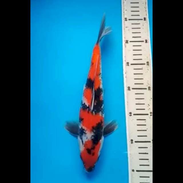 MARUTEN SHOWA PUNUK 30 Cm, JANTAN