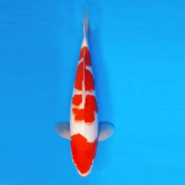 AKIRA 2 - Kohaku ®