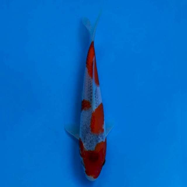 Ikarashi Goshiki