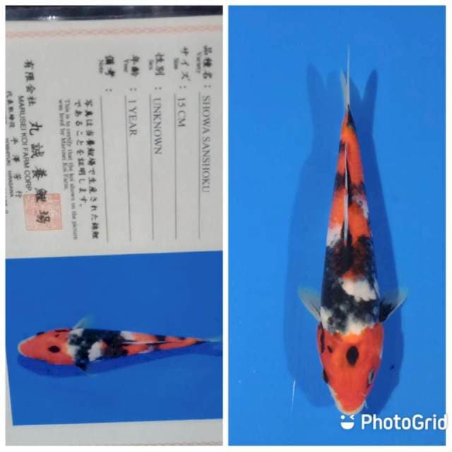 Showa tosai marusei