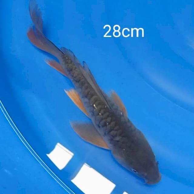 Shoragoi sisik naga kumpay 28 cm
