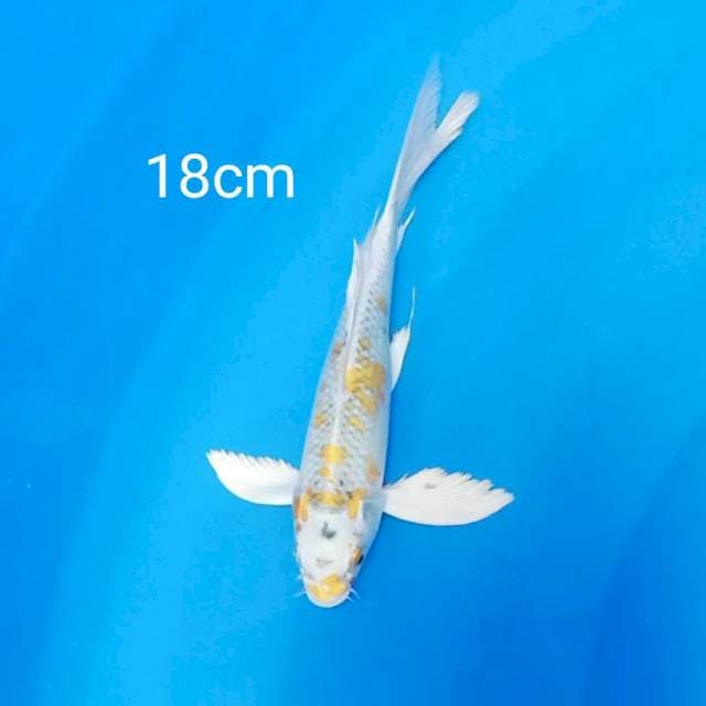 Hariwake kumpay 18cm