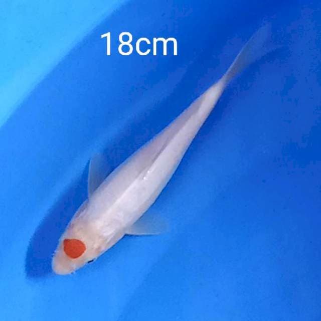 Tancho kohaku original 18cm