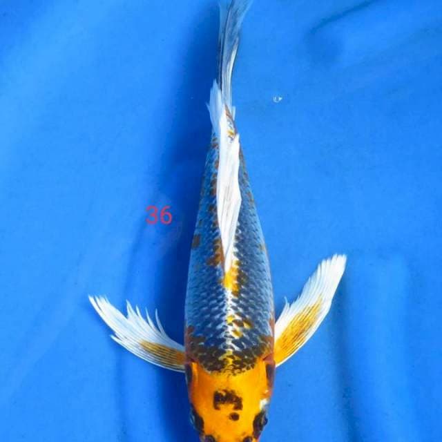 Selendang 36cm