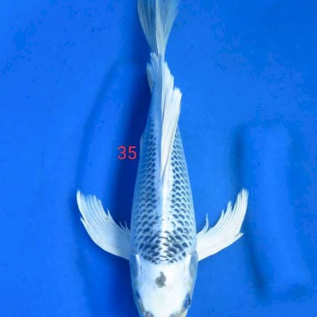Matshuba 35cm