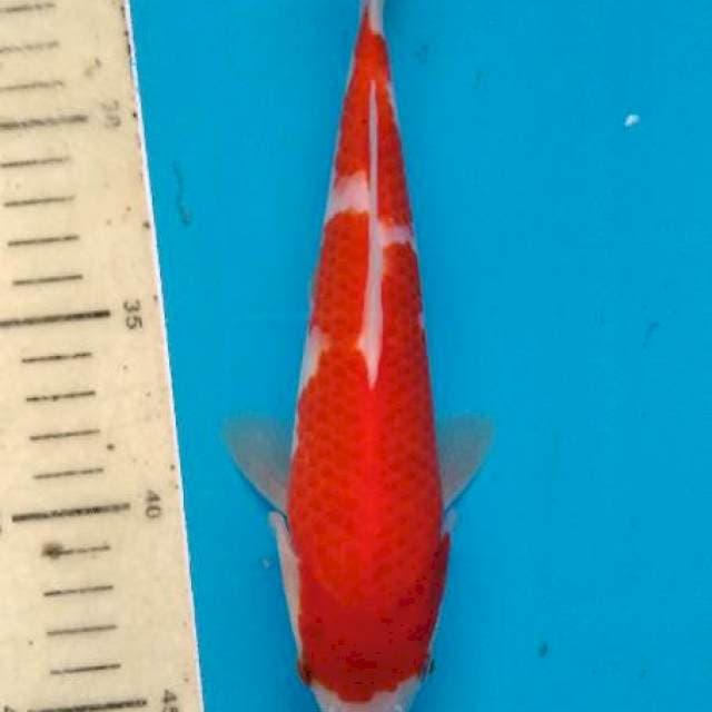 I koromo 22cm