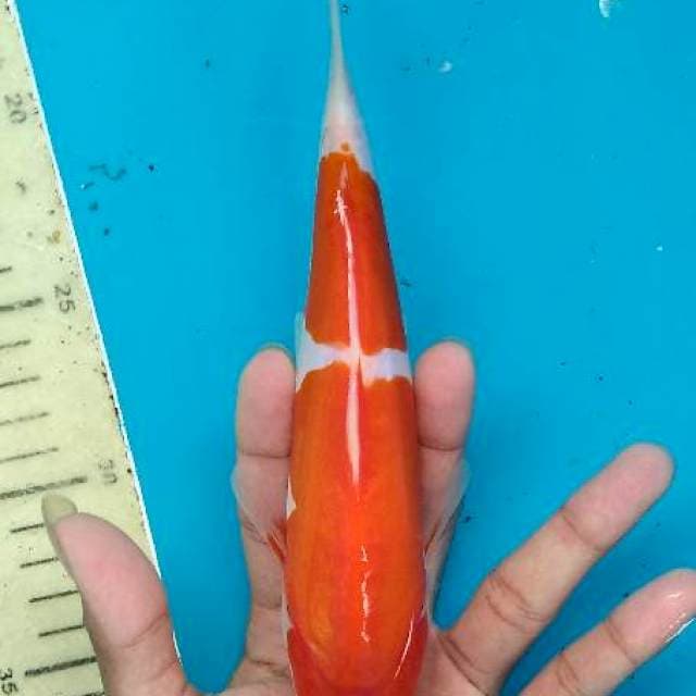 Doitsu murni ori 23cm