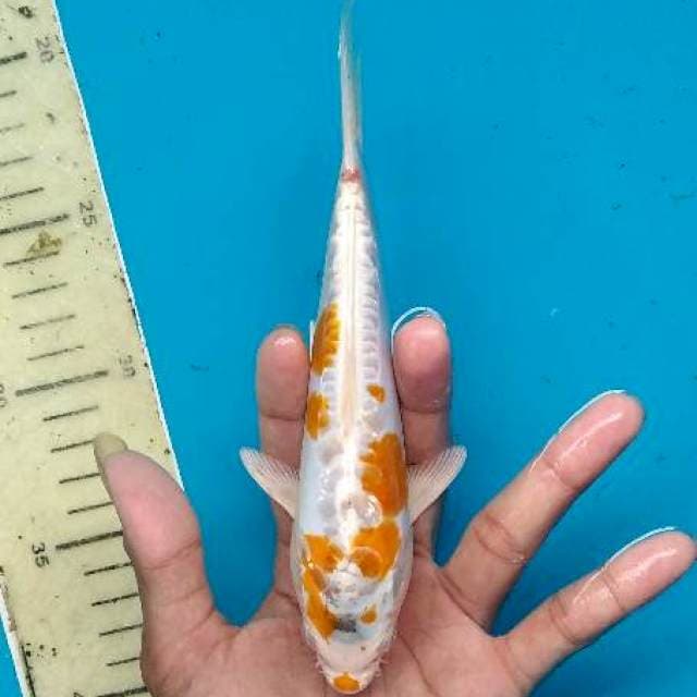 Kin ngenek an 18cm antik