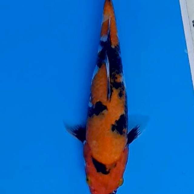 Showa 25.Cm