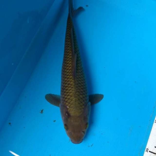 SORAGOI 27 cm
