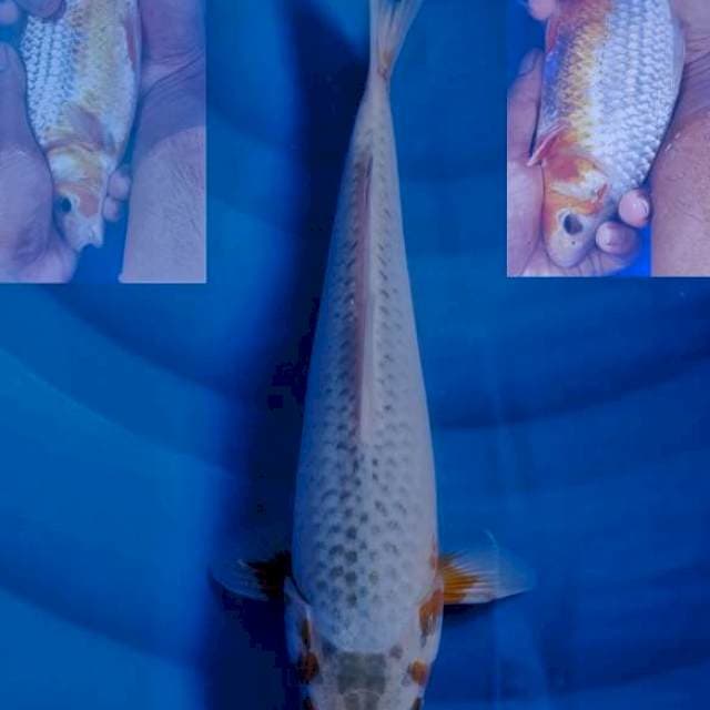 Asagi 26cm