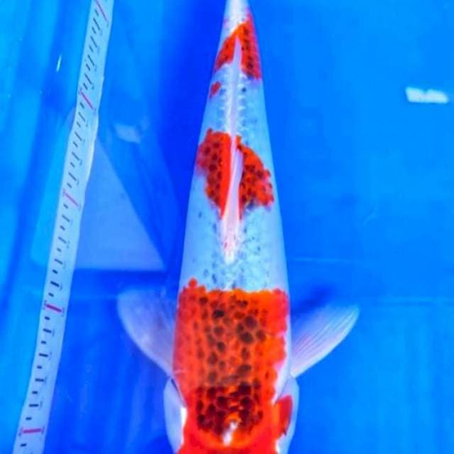 Gosiki 34cm