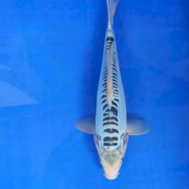 Shusui 30cm up