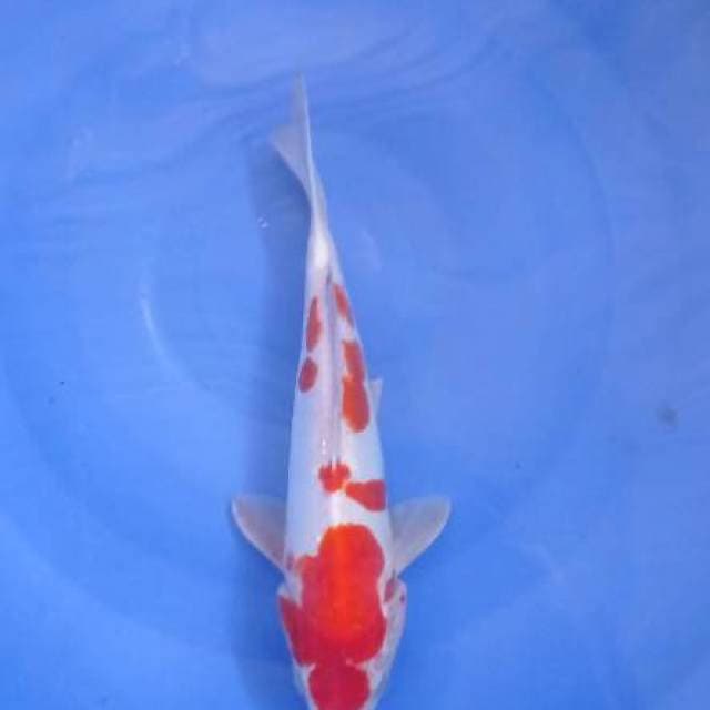 Kohaku Doitsu