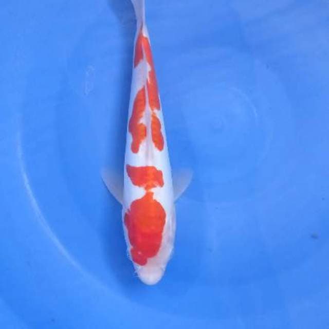 Kikushui 25cm