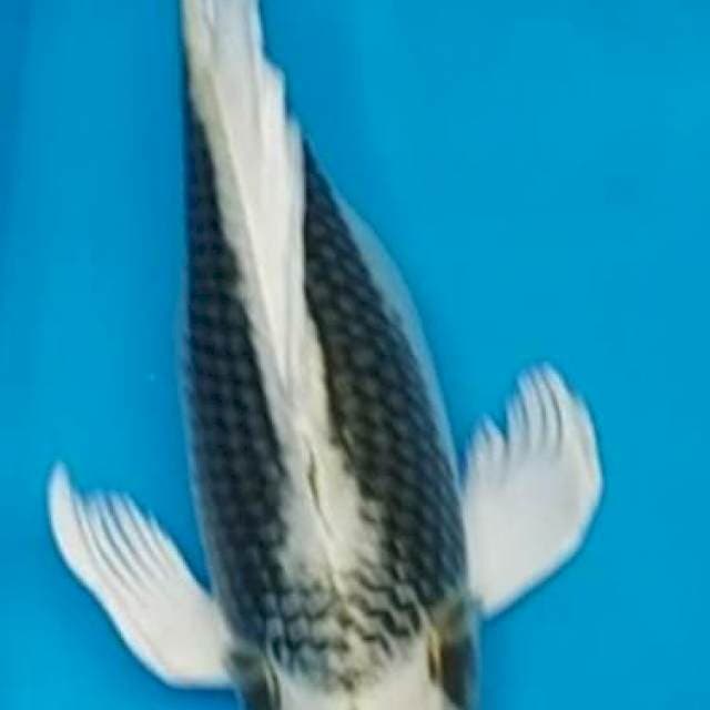 Kumpay Kabuto
