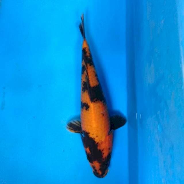 HI UTSURI