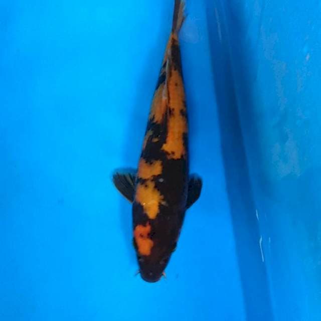 Hi UTSURi