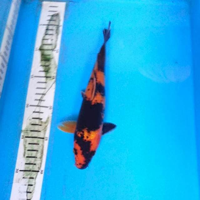 Hi UTSURi