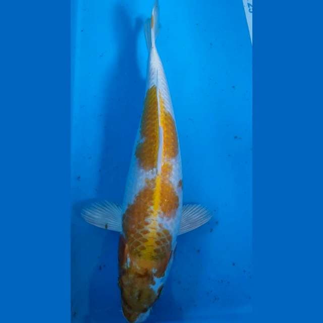 Hariwake 33cm