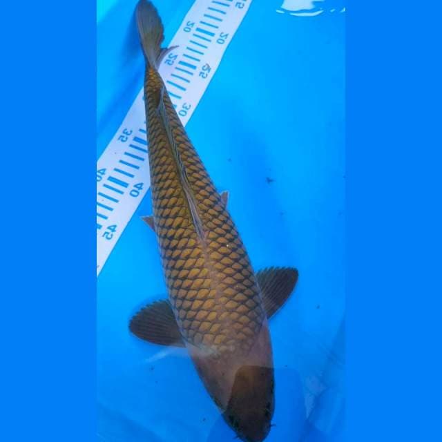 Chagoi 42cm
