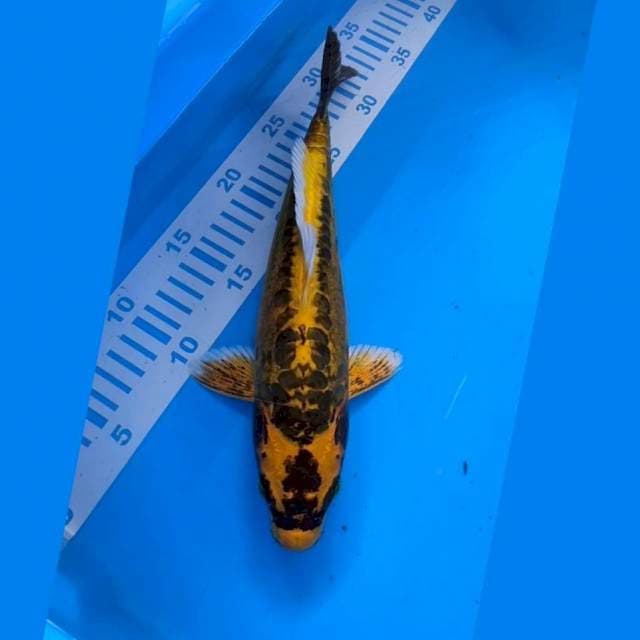 kikokuryu 31cm
