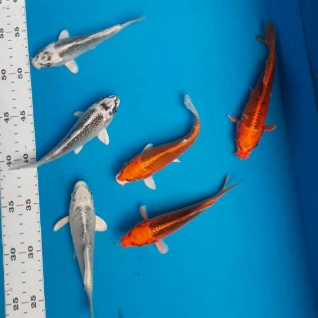 Matsuba 15-16cm