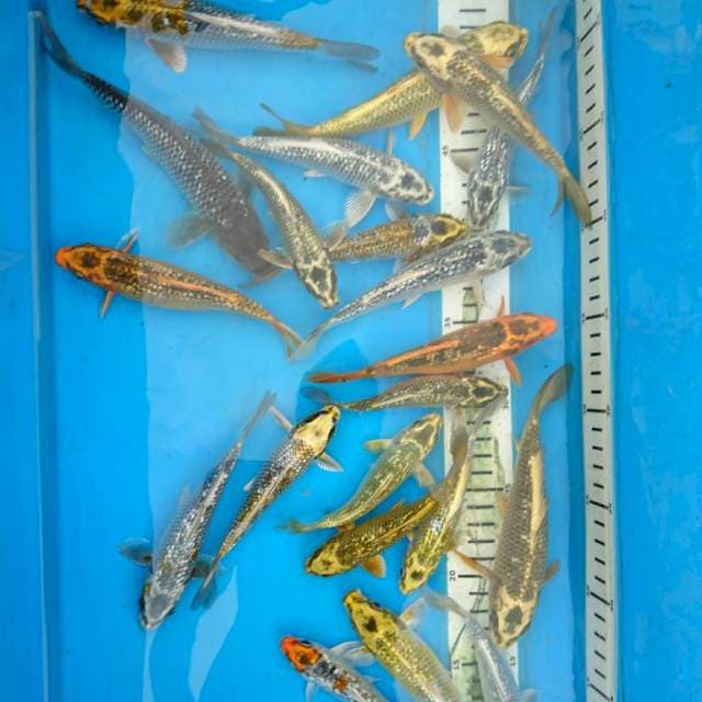 GINRIN FULL (20 ekor )
