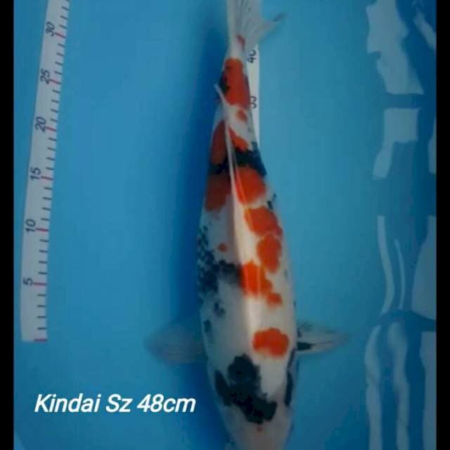 Showa KINDAI Mening